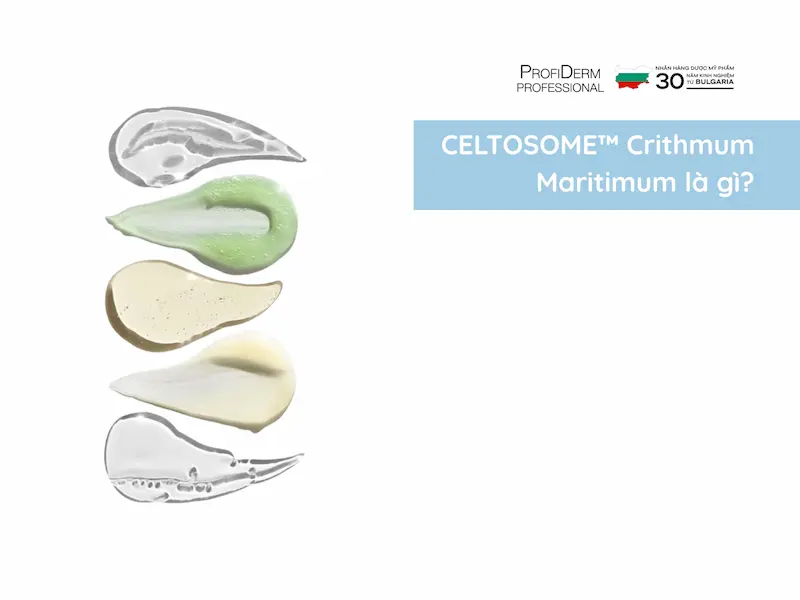 celtosome crithmum maritimum celtosome crithmum maritimum